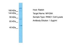 Myosin 5a Rabbit anti-Human, Polyclonal, Novus Biologicals 0.1ml; Unconjugated:Antibodies,